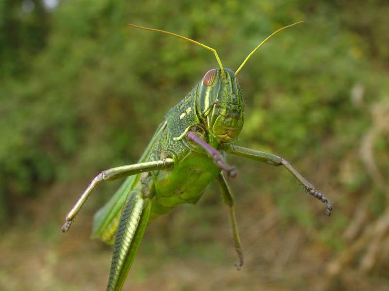 蚱蜢图册_360百科