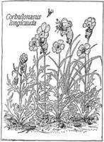 似花鼻行兽图册_360百科