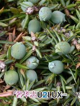 杜松果图册_360百科