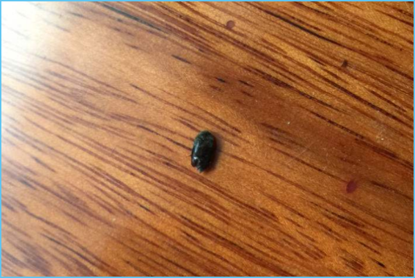 黑色硬壳虫是什么虫啊!_360问答