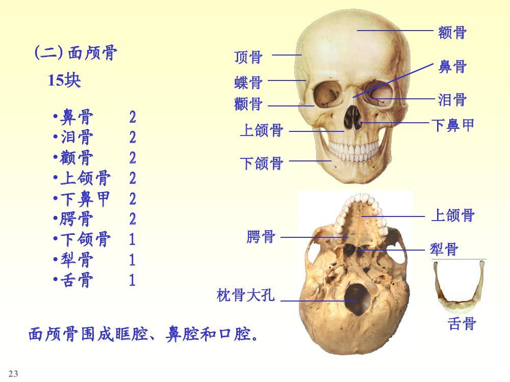 面颅骨图册_360百科