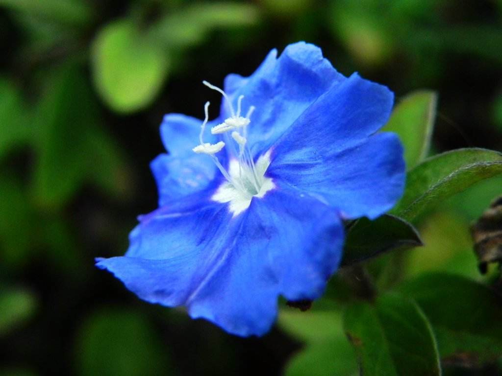 花材知识讲堂~让人清凉一夏的蓝色系小花有哪些？__凤凰网