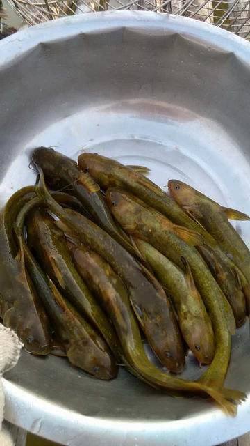 乌苏里拟鲿的介绍