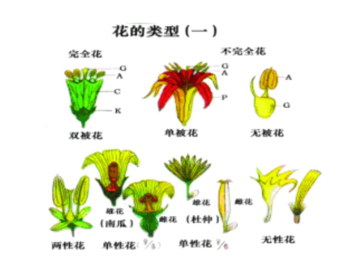 花的类型图册_360百科