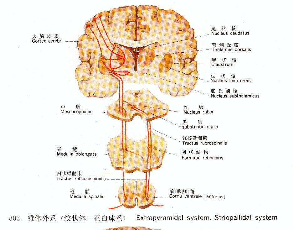 锥体外系反应图册360百科 