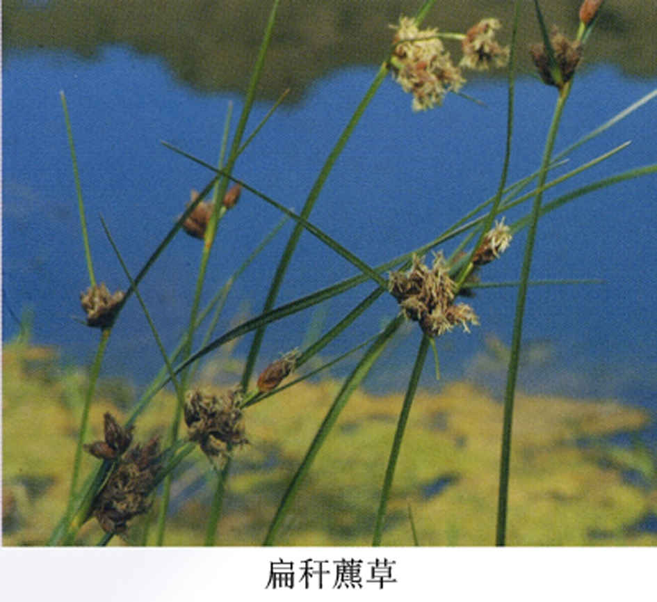 扁秆藨草图册_360百科