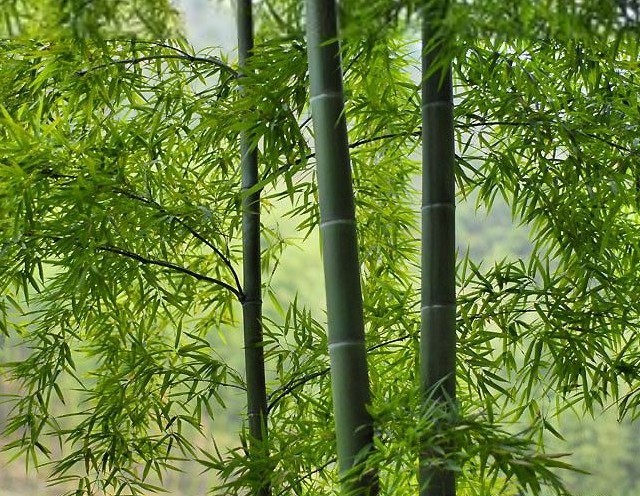 松竹图册_360百科