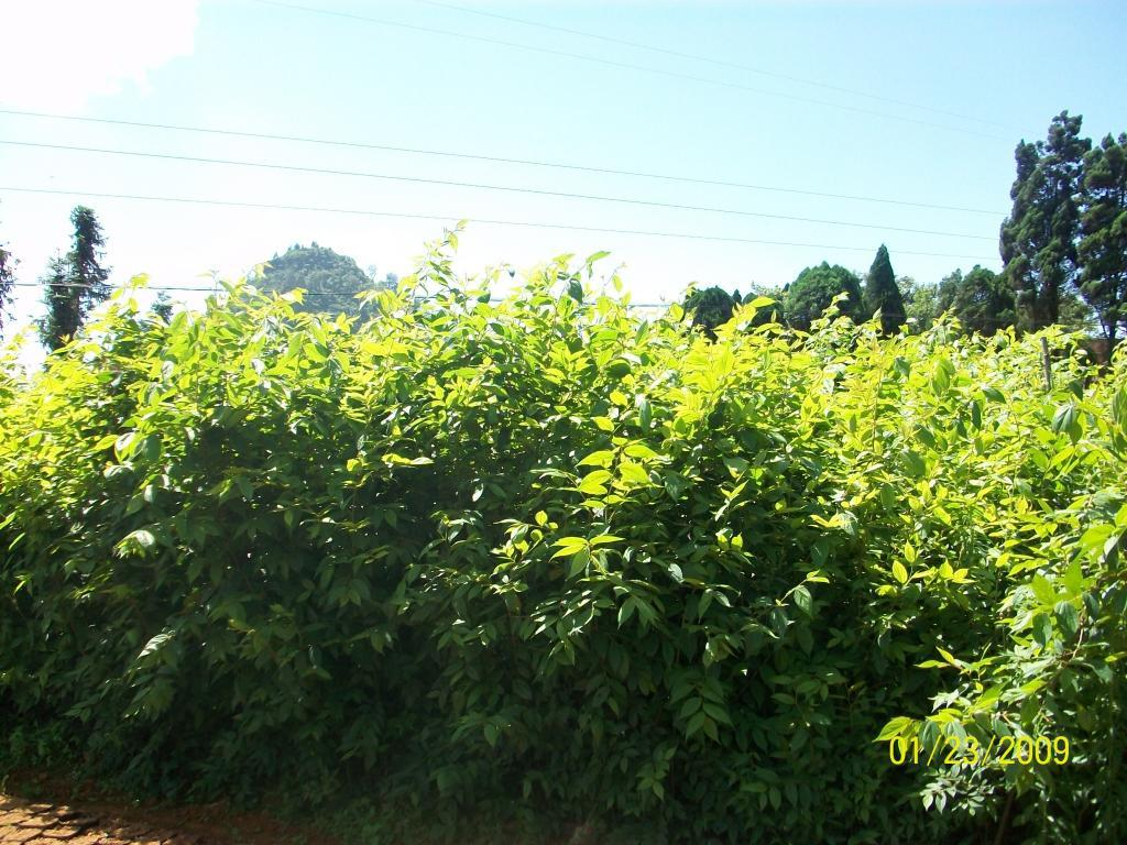 滇朴_360百科
