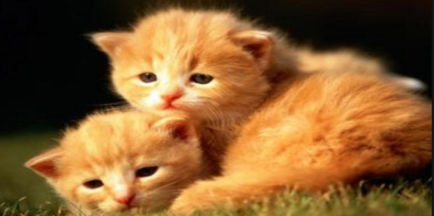 如何养好一只小橘猫_360新知