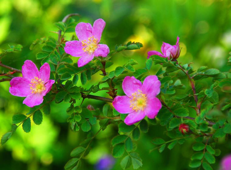 小叶蔷薇图册_360百科