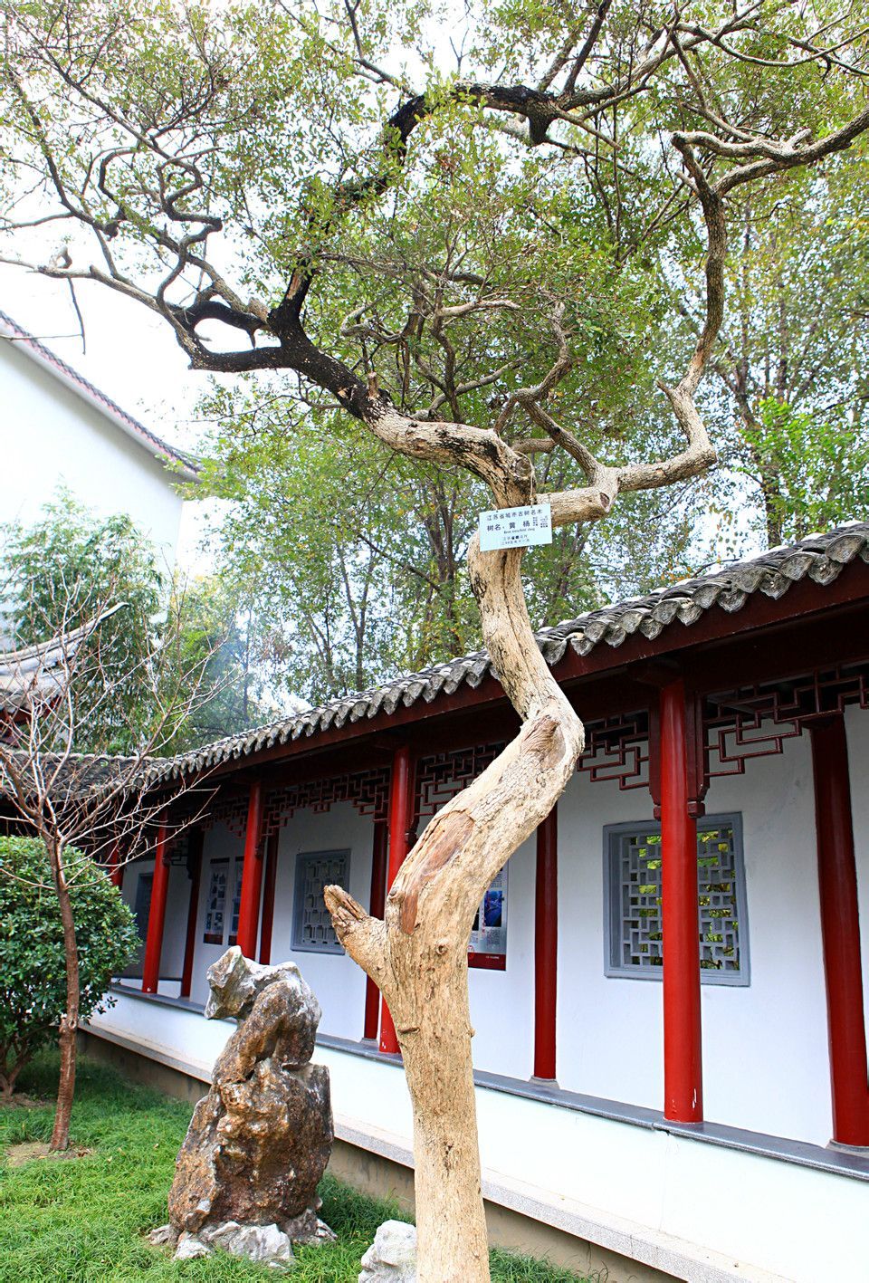 黄杨树图册_360百科