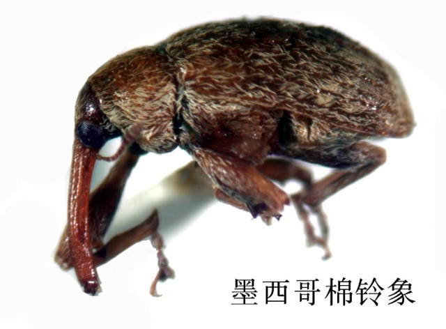 象态橡栗象图册_360百科