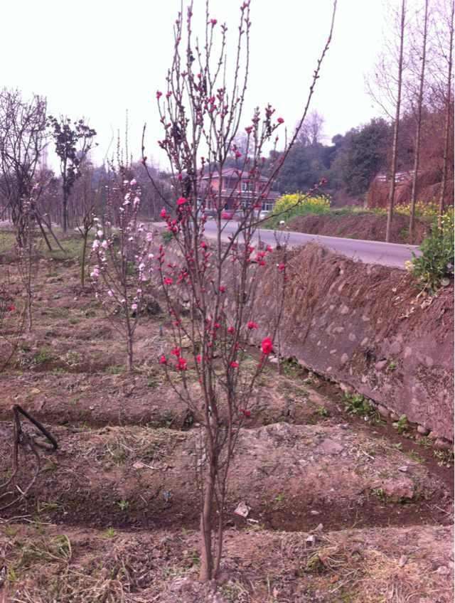 帚桃图册_360百科