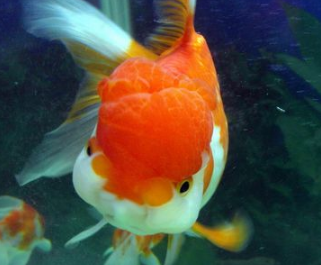 金鱼怎么分公母 金鱼怎么看雌雄 360新知