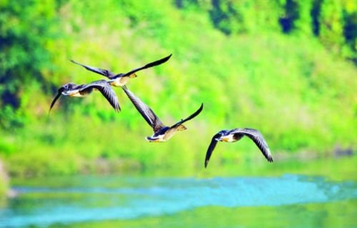 2022江口鸟洲自然保护区游玩攻略,衡南县的江口鸟州自然保护区...【去哪儿攻略】