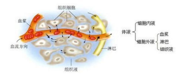 组织液的来源和