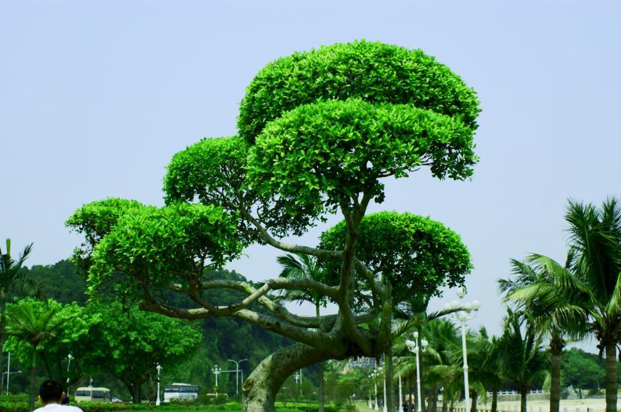 常青树(常青植物)_360百科
