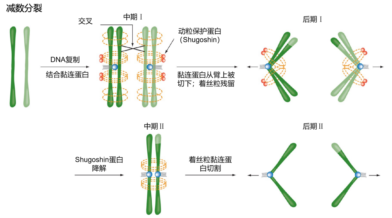 黏连蛋白_360百科