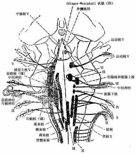 颅神经图册_360百科