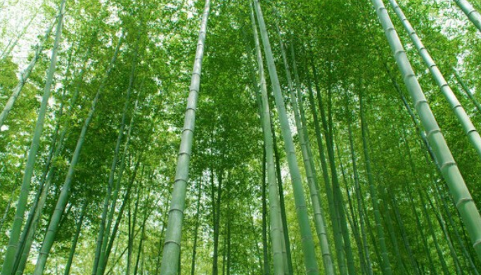 翠竹图册_360百科
