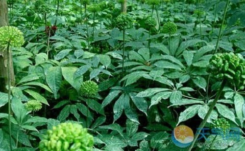 田七的食用方法与功效_360新知