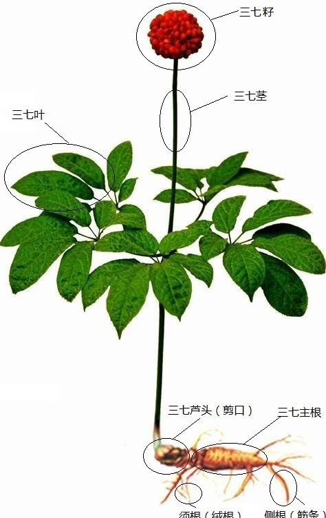 三七剪口图册_360百科