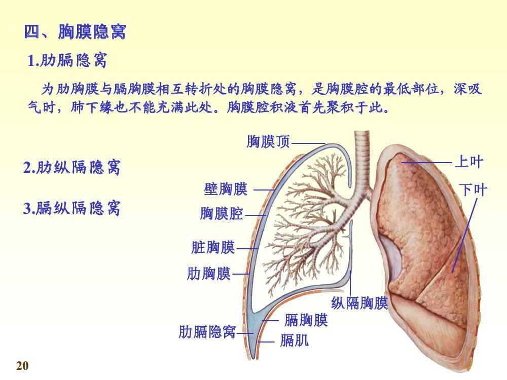 胸膜隐窝图册_360百科