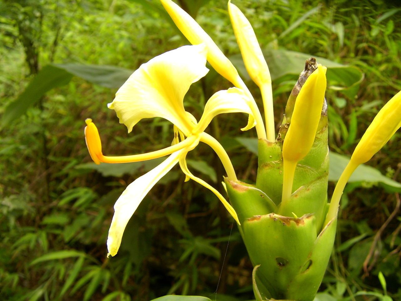 黄姜花图册_360百科