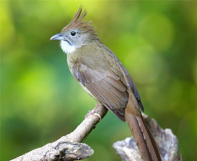 白喉冠鹎图册_360百科