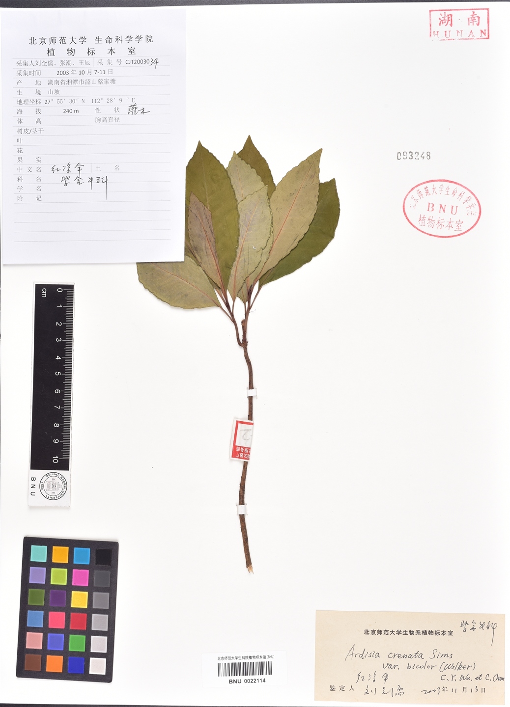 红凉伞图册_360百科