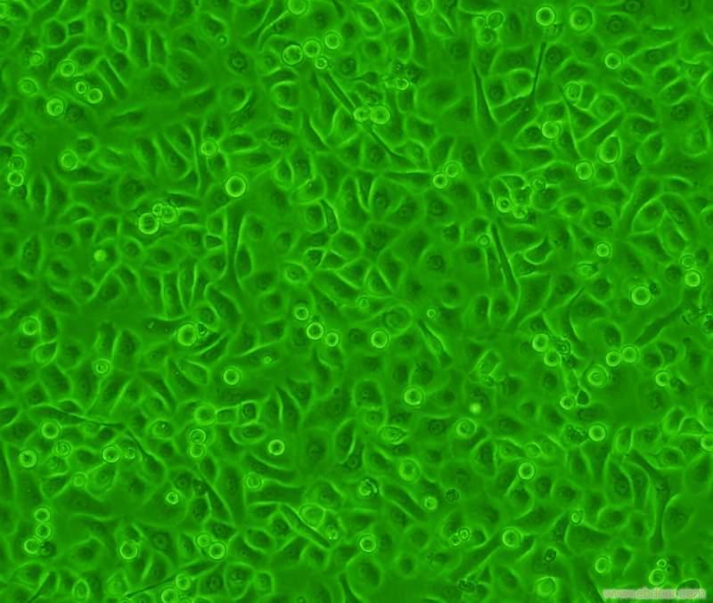 hl60细胞图册_360百科