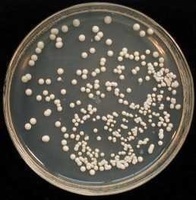 真核微生物图册_360百科