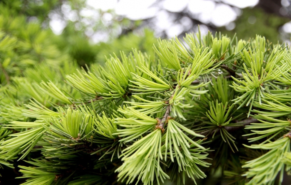 硬叶植物图册_360百科