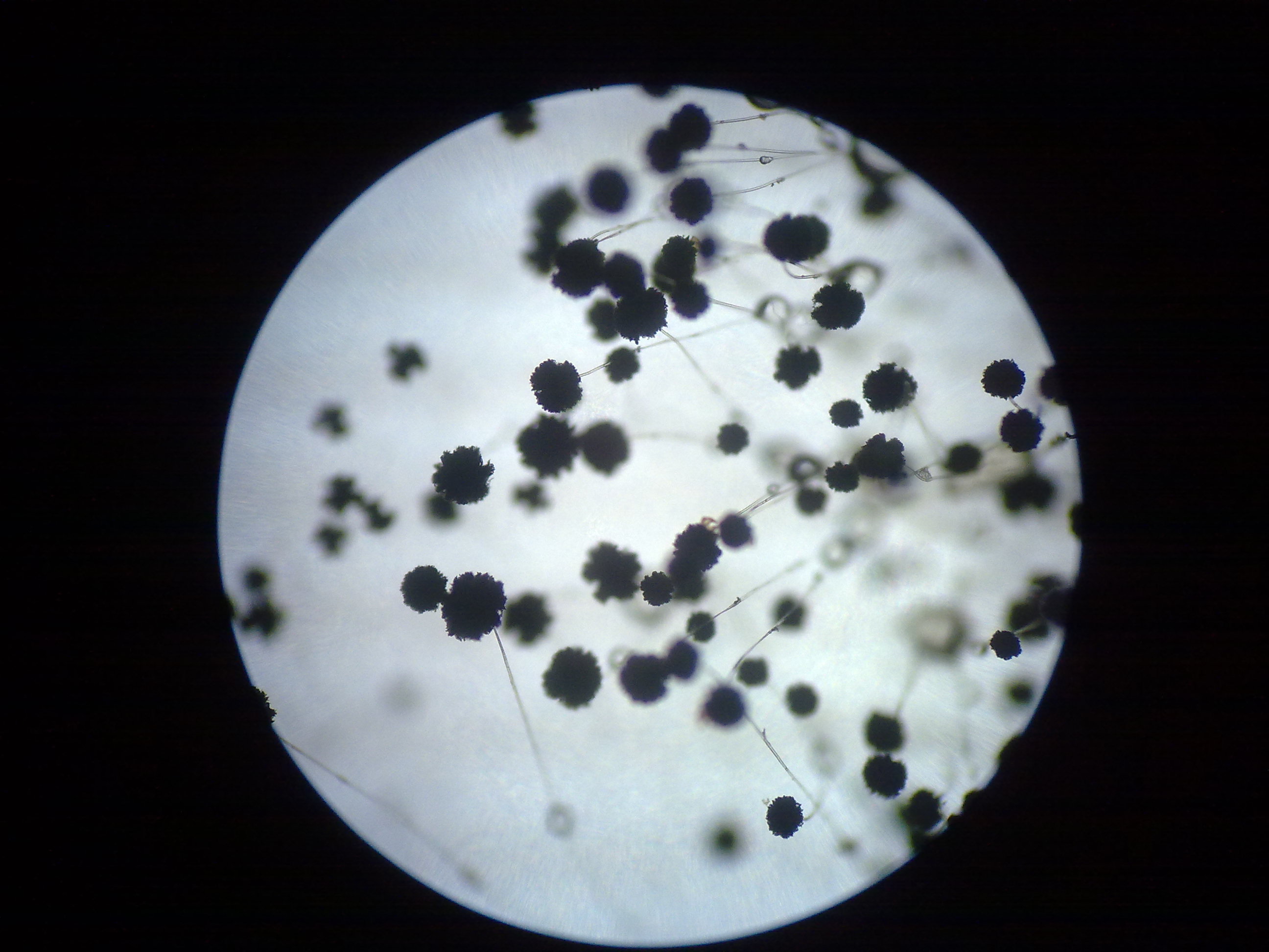 曲霉(霉菌)在立体显微镜下观察，便于实验室教育。(软聚焦，纹理/杂色)照片摄影图片_ID:308471148-Veer图库