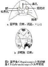 无颌类图册_360百科