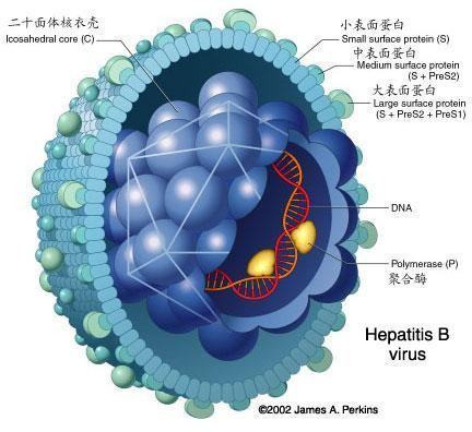 抗原名词解