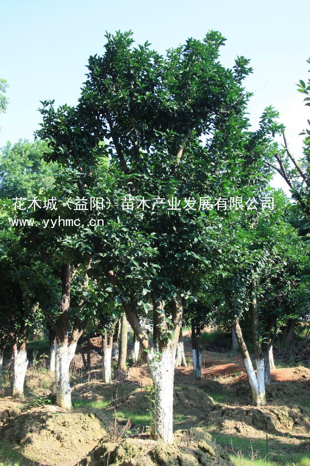 香泡树图册_360百科