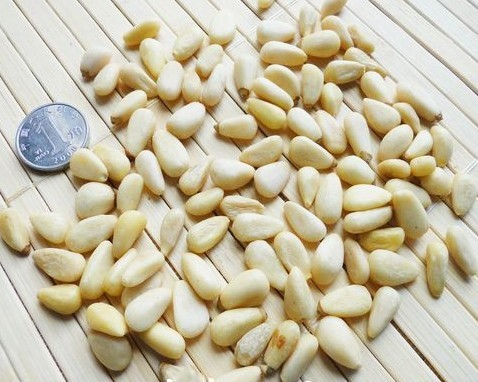 松籽仁图册_360百科