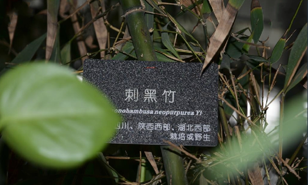 刺黑竹图册_360百科