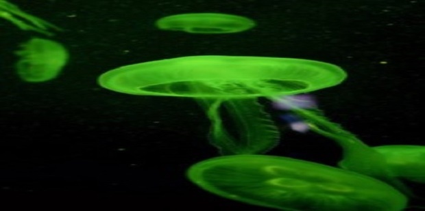 盘点自然界中的十大发光生物_360新知