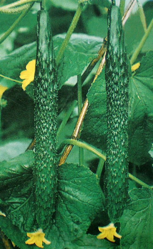 津研4号图册_360百科