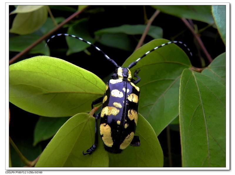 黄斑天牛图册