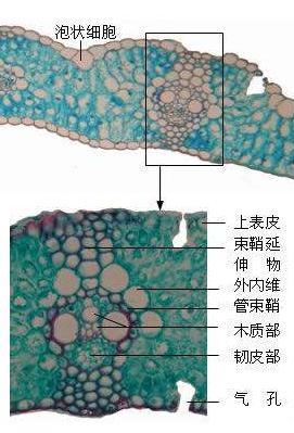 上表皮图册_360百科