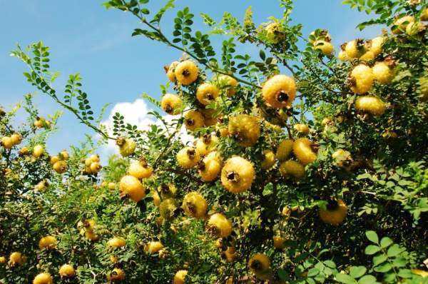 糖刺莲是什么?有什么用途?可以用来怎样吃?_360问答