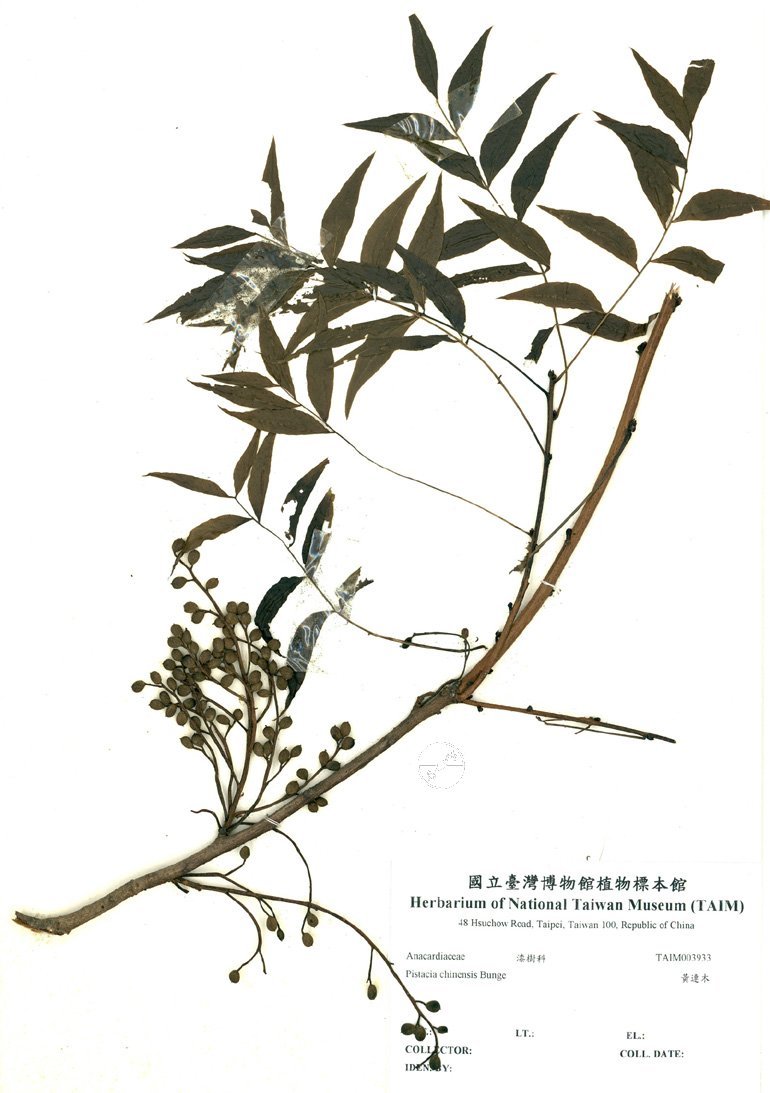 粗茎早熟禾图册_360百科