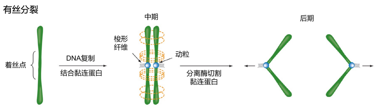 黏连蛋白_360百科