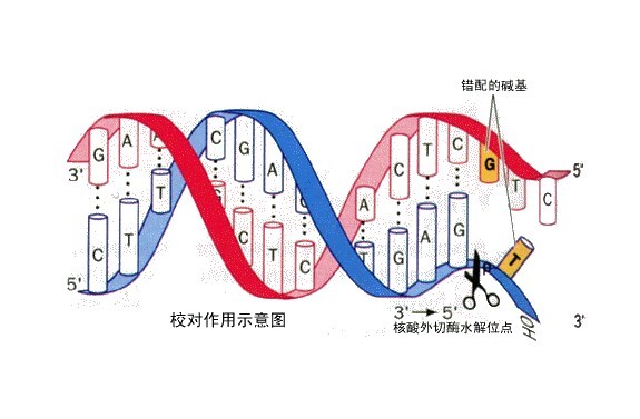 DNA损伤修复图册_360百科