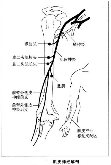 肌皮神经支配肌肉图片