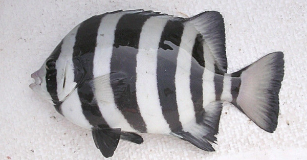 外形如鲳鱼,身上的花纹如斑马,请问谁知道是什么鱼_360问答