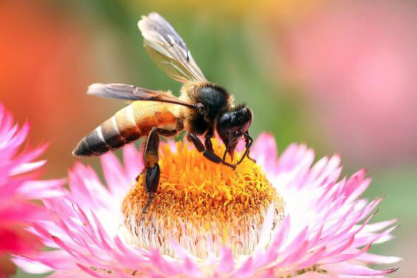 男人梦承道项围还七见蜜蜂是什么预兆